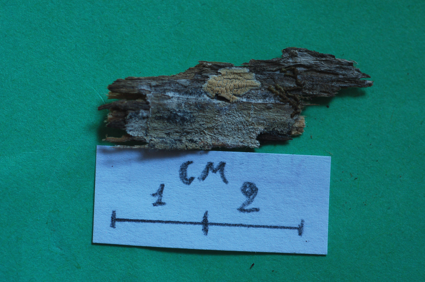 Amyloathelia amylacea (Bourdot & Galzin) Hjortstam & Ryvarde